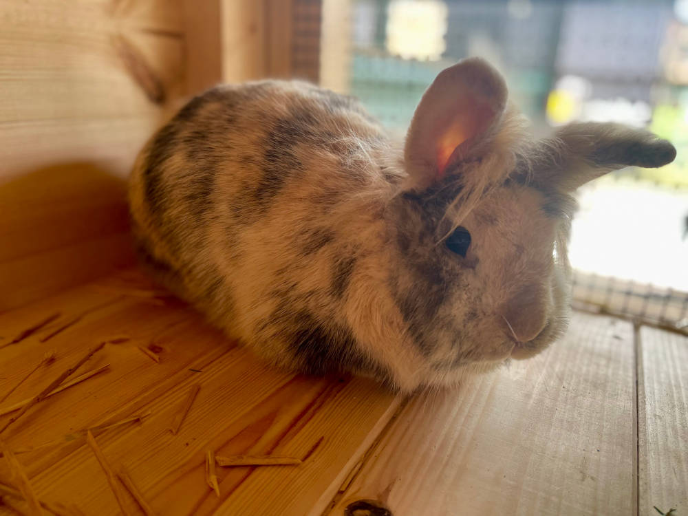Betsy & Simba