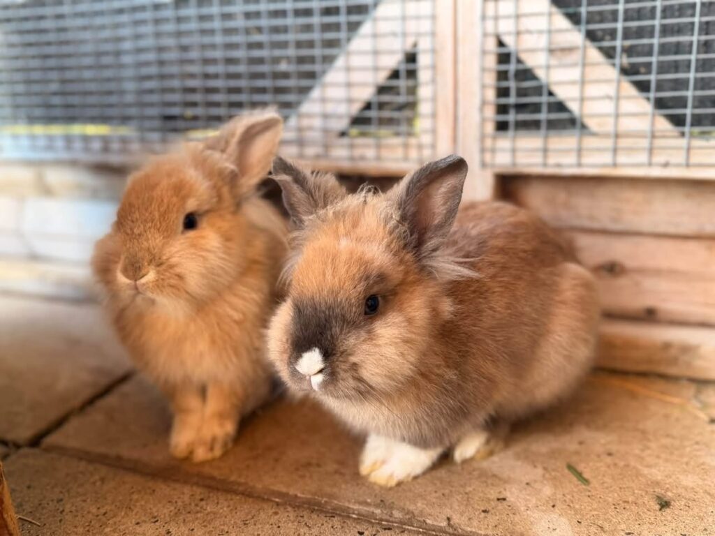 Hugo & Theo