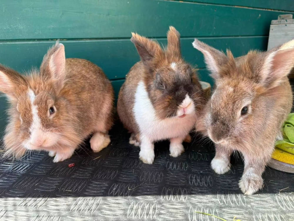 Bella, Patch & Sheila