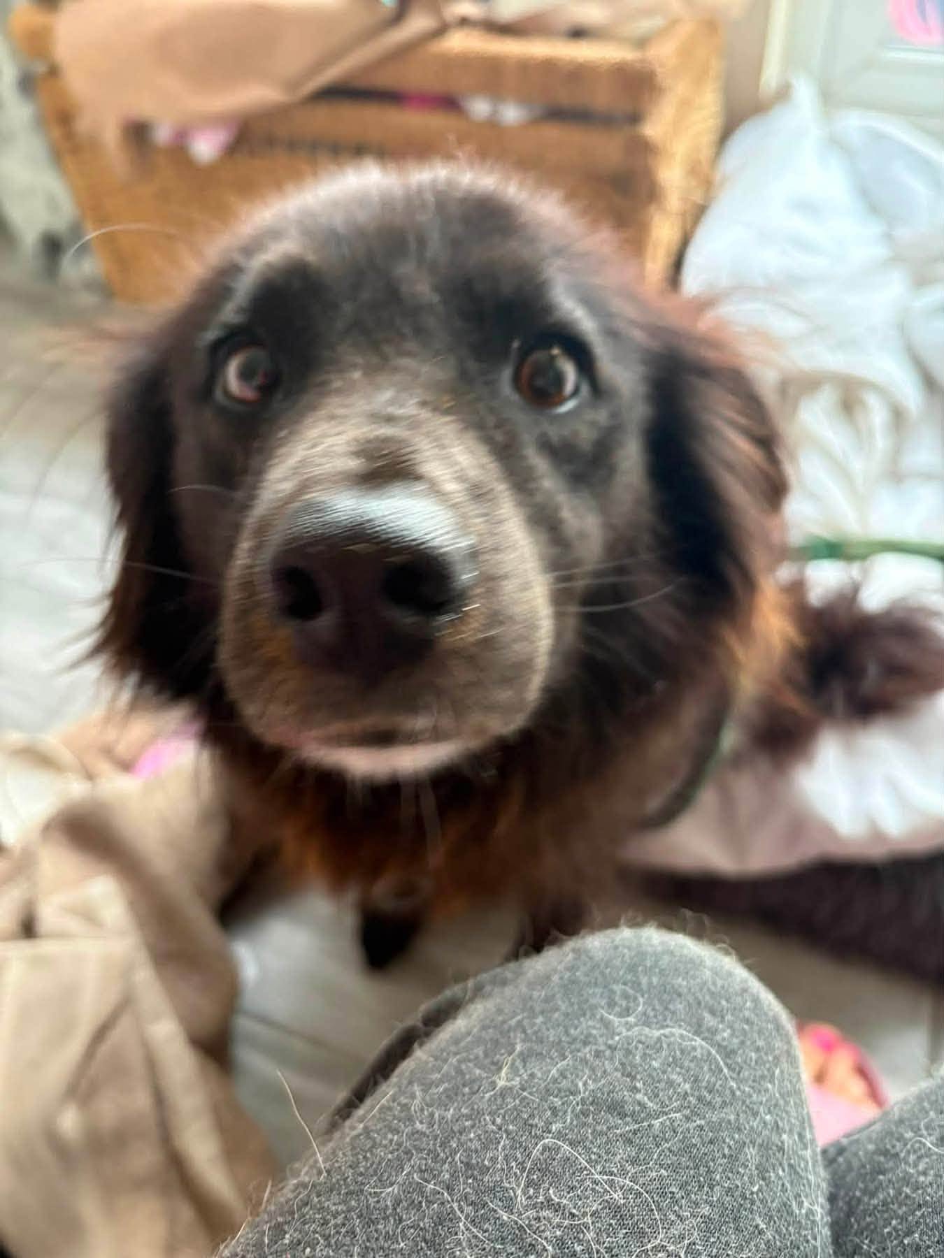 Pippa