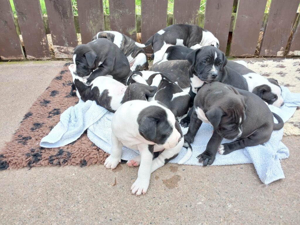 Pips marvel puppies 💕