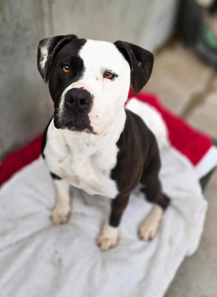 Stella