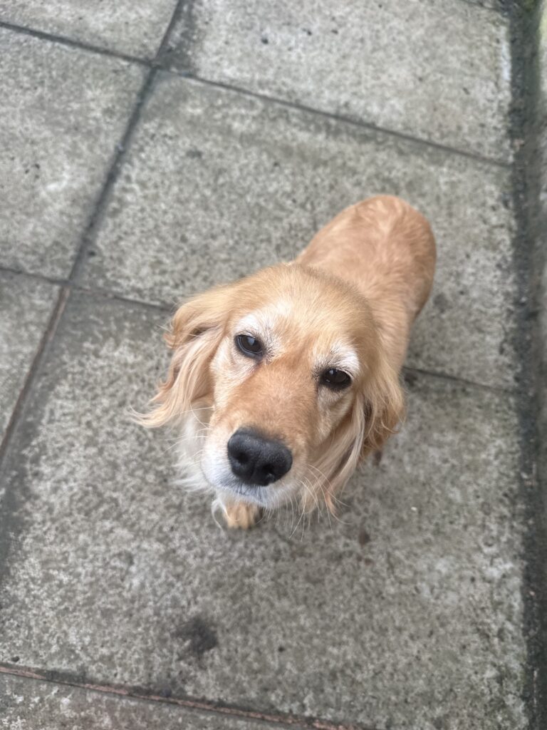 Sophia