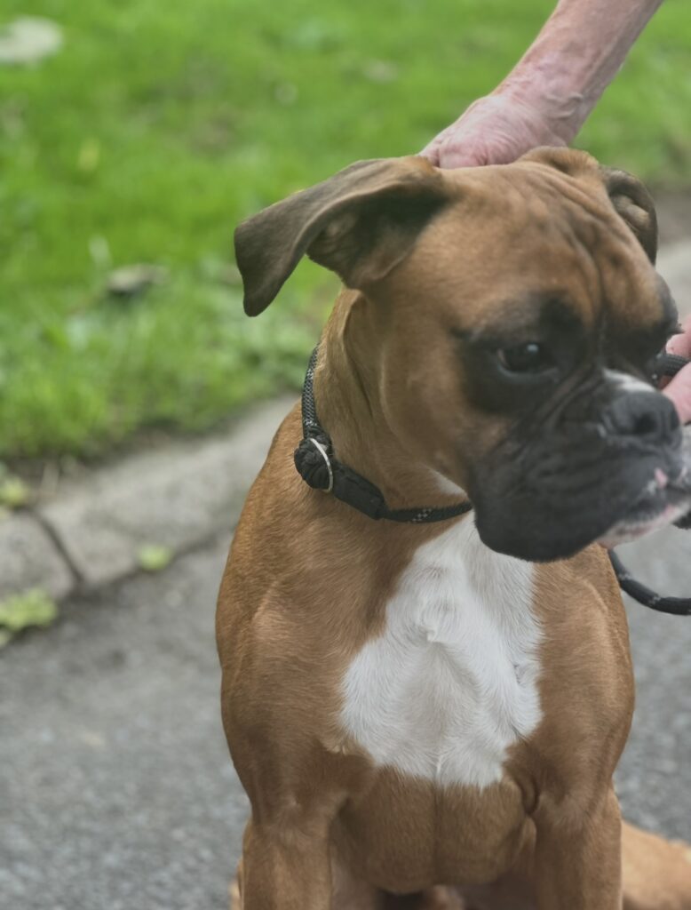 Tyson (boxer)