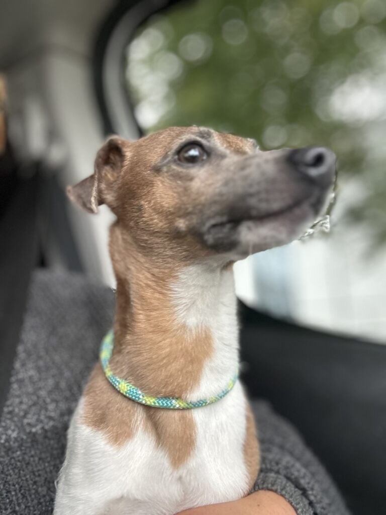Elodie (Jack Russell )