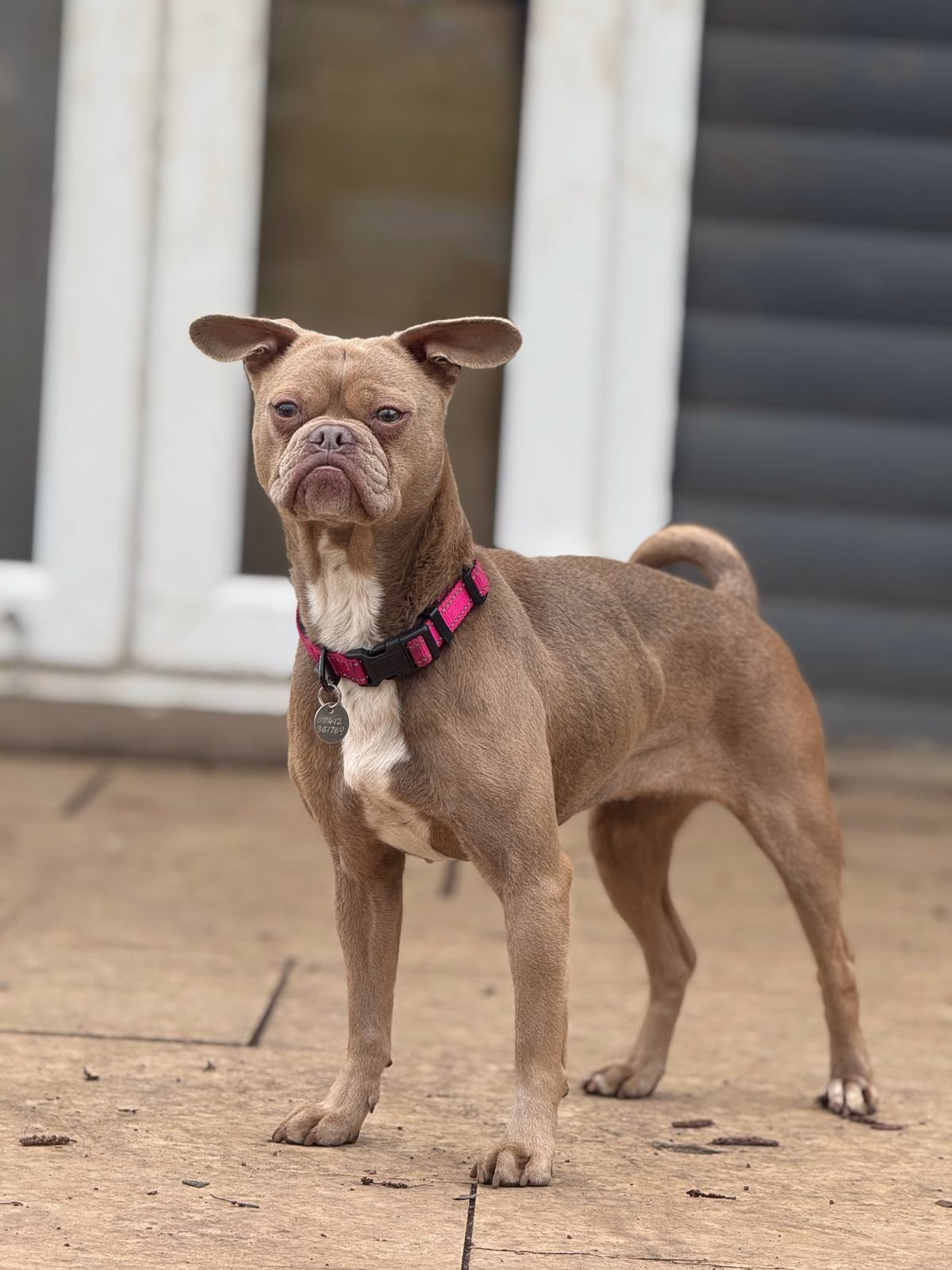 Lola